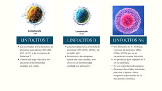 LINFOCITOS T
Caracterizadas por la presencia de
proteínas marcadoras CD2, CD3,
CD5 y CD7, y de receptores de
linfocitos T.
Tienen una larga vida útil y son
electoras de la inmunidad
mediada por célula.
LINFOCITOS B
Caracterizadas por la presencia de
proteínas CD9, CD19 y CD20, y de
las IgM e IgD.
Reconocen a los antígenos,
tienen una vida variable y son
efectoras de la inmunidad
mediada por anticuerpo.
LINFOCITOS NK
Son linfocitos no T y no B que
expresan las proteínas CD16,
CD56 y CD94, que no se
encuentran en otros linfocitos.
No producen Ig ni expresan TCR
en su superficie.
No son específicos de antígeno.
Destruyen las células infectadas
por virus y alguías células
neoplásticas por medio de un
mecanismo citotóxico.
 