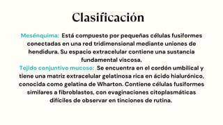 Mesénquima: Está compuesto por pequeñas células fusiformes
conectadas en una red tridimensional mediante uniones de
hendidura. Su espacio extracelular contiene una sustancia
fundamental viscosa.
Tejido conjuntivo mucoso: Se encuentra en el cordón umbilical y
tiene una matriz extracelular gelatinosa rica en ácido hialurónico,
conocida como gelatina de Wharton. Contiene células fusiformes
similares a fibroblastos, con evaginaciones citoplasmáticas
difíciles de observar en tinciones de rutina.
Clasificación
 