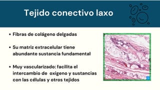 Fibras de colágeno delgadas
Su matriz extracelular tiene
abundante sustancia fundamental
Muy vascularizado: facilita el
intercambio de oxigeno y sustancias
con las células y otros tejidos
Tejido conectivo laxo
 