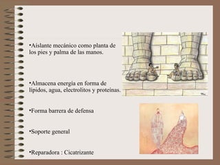 Aíslante mecánico como planta de los pies y palma de las manos. Almacena energía en forma de lípidos, agua, electrolitos y proteínas. Forma barrera de defensa Soporte general Reparadora : Cicatrizante  
