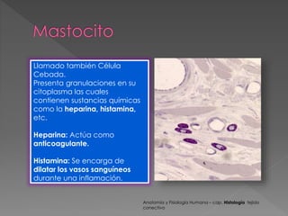 Llamado también Célula 
Cebada. 
Presenta granulaciones en su 
citoplasma las cuales 
contienen sustancias químicas 
como la heparina, histamina, 
etc. 
Heparina: Actúa como 
anticoagulante. 
Histamina: Se encarga de 
dilatar los vasos sanguíneos 
durante una inflamación. 
Anatomía y Fisiología Humana – cap. Histología tejido 
conectivo 
 