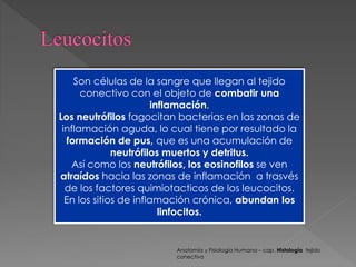 Son células de la sangre que llegan al tejido 
conectivo con el objeto de combatir una 
inflamación. 
Los neutrófilos fagocitan bacterias en las zonas de 
inflamación aguda, lo cual tiene por resultado la 
formación de pus, que es una acumulación de 
neutrófilos muertos y detritus. 
Así como los neutrófilos, los eosinofilos se ven 
atraídos hacia las zonas de inflamación a trasvés 
de los factores quimiotacticos de los leucocitos. 
En los sitios de inflamación crónica, abundan los 
linfocitos. 
Anatomía y Fisiología Humana – cap. Histología tejido 
conectivo 
 