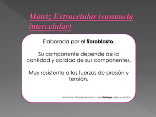 Elaborada por el fibroblasto. 
Su componente depende de la 
cantidad y calidad de sus componentes. 
Muy resistente a las fuerzas de presión y 
tensión. 
Anatomía y Fisiología Humana – cap. Histología tejido conectivo 
 