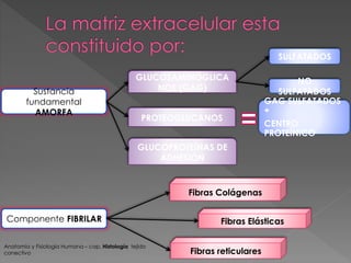 Sustancia 
fundamental 
AMORFA 
Componente FIBRILAR 
GLUCOSAMINOGLICA 
NOS (GAG) 
PROTEOGLUCANOS 
SULFATADOS 
NO 
SULFATADOS 
GAG SULFATADOS 
+ 
CENTRO 
PROTEÍNICO 
GLUCOPROTEÍNAS DE 
ADHESIÓN 
Fibras Colágenas 
Fibras Elásticas 
Fibras reticulares 
Anatomía y Fisiología Humana – cap. Histología tejido 
conectivo 
 