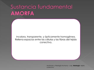Incolora, transparente, y ópticamente homogénea. 
Rellena espacios entre las células y las fibras del tejido 
conectivo. 
Anatomía y Fisiología Humana – cap. Histología tejido 
conectivo 
 