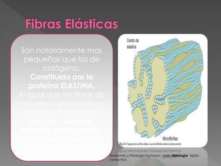 Son notoriamente mas 
pequeñas que las de 
colágeno. 
Constituida por la 
proteína ELASTINA. 
Al igual que las fibras de 
colágeno, estas ofrecen 
resistencia, pero mas 
que eso, pueden 
estirarse ampliamente, 
sin romperse. 
Anatomía y Fisiología Humana – cap. Histología tejido 
conectivo 
 