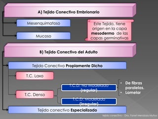 A) Tejido Conectivo Embrionario 
Mesenquimatoso 
Mucoso 
Este Tejido, tiene 
origen en la capa 
mesodermo de las 
capas germinativas 
B) Tejido Conectivo del Adulto 
Tejido Conectivo Propiamente Dicho 
T.C. Laxo 
T.C. Denso 
T.C.D. No Modelado 
(regular) 
T.C.D. Modelado 
(irregular) 
Tejido conectivo Especializado 
• De fibras 
paralelas. 
• Lamelar 
tejido conectivo - Dra. Yanet Mendoza Muñoz 
 
