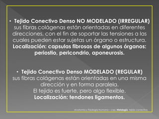 • Tejido Conectivo Denso NO MODELADO (IRREGULAR) 
sus fibras colágenas están orientadas en diferentes 
direcciones, con el fin de soportar las tensiones a las 
cuales pueden estar sujetas un órgano o estructura. 
Localización: capsulas fibrosas de algunos órganos: 
periostio, pericondrio, aponeurosis. 
• Tejido Conectivo Denso MODELADO (REGULAR) 
sus fibras colágenas están orientadas en una misma 
dirección y en forma paralela. 
El tejido es fuerte, pero algo flexible. 
Localización: tendones ligamentos. 
Anatomía y Fisiología Humana – cap. Histología tejido conectivo 
 