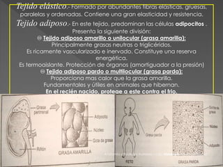 Tejido elástico.- Formado por abundantes fibras elásticas, gruesas, 
paralelas y ordenadas. Contiene una gran elasticidad y resistencia. 
Tejido adiposo.- En este tejido, predominan las células adipocitos . 
Presenta la siguiente división: 
♾ Tejido adiposo amarillo o unilocular (grasa amarilla): 
Principalmente grasas neutras o triglicéridos. 
Es ricamente vascularizado e inervado. Constituye una reserva 
energética. 
Es termoaislante. Protección de órganos (amortiguador a la presión) 
♾ Tejido adiposo pardo o multilocular (grasa parda): 
Proporciona mas calor que la grasa amarilla. 
Fundamentales y útiles en animales que hibernan. 
En el recién nacido, protege a este contra el frio. 
Anatomía y Fisiología Humana – cap. Histología tejido conectivo 
 