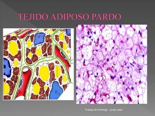 Trabajo de histology - grupo cesar 
 