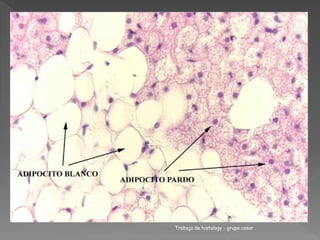 Trabajo de histology - grupo cesar 
 