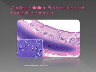 Trabajo de histology - grupo cesar 
 