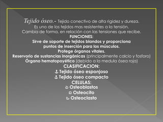 Tejido óseo.- Tejido conectivo de alta rigidez y dureza. 
Es uno de los tejidos mas resistentes a la tensión. 
Cambia de forma, en relación con las tensiones que recibe. 
FUNCIONES: 
Sirve de soporte de tejidos blandos y proporciona 
puntos de inserción para los músculos. 
Protege órganos vitales. 
Reservorio de sustancias inorgánicas (principalmente calcio y fosforo) 
Órgano hematopoyético (debido a la medula ósea roja) 
CLASIFICACION: 
⚓ Tejido óseo esponjoso 
⚓ Tejido óseo compacto 
CELULAS: 
ಏ Osteoblastos 
ಐ Osteocito 
ಒ Osteoclasto 
 