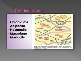 • Fibroblastos 
• Adipocito 
• Plasmocito 
• Macrófago 
• Mastocito 
 