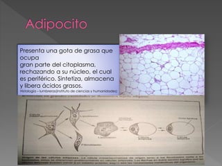 Presenta una gota de grasa que 
ocupa 
gran parte del citoplasma, 
rechazando a su núcleo, el cual 
es periférico. Sintetiza, almacena 
y libera ácidos grasos. 
Histología – lumbreras(instituto de ciencias y humanidades) 
 