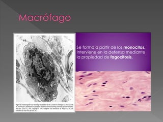 Se forma a partir de los monocitos. 
Interviene en la defensa mediante 
la propiedad de fagocitosis. 
 