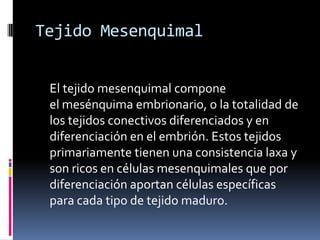 Tejido Mesenquimal


 El tejido mesenquimal compone
 el mesénquima embrionario, o la totalidad de
 los tejidos conectivos diferenciados y en
 diferenciación en el embrión. Estos tejidos
 primariamente tienen una consistencia laxa y
 son ricos en células mesenquimales que por
 diferenciación aportan células específicas
 para cada tipo de tejido maduro.
 