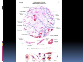Tejido conectivo laxo y denso