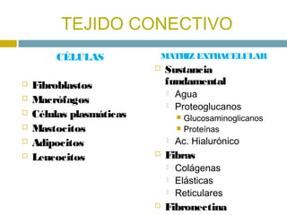 TEJIDO CONECTIVO
        CÉLULAS           MATRIZ EXTRACELULAR
                             Sustancia
   Fibroblastos   ...
