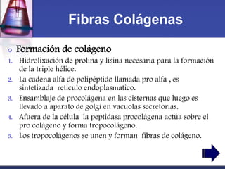 Fibras Colágenas

o    Formación de colágeno
1.   Hidrolixación de prolina y lisina necesaria para la formación
     de la triple hélice.
2.   La cadena alfa de polipéptido llamada pro alfa , es
     sintetizada reticulo endoplasmatico.
3.   Ensamblaje de procolágena en las cisternas que luego es
     llevado a aparato de golgi en vacuolas secretorias.
4.   Afuera de la célula la peptidasa procolágena actúa sobre el
     pro colágeno y forma tropocolágeno.
5.   Los tropocolágenos se unen y forman fibras de colágeno.
 