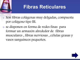 Fibras Reticulares

o   Son fibras colágenas muy delgadas, compuesta
    por colágeno tipo III.
o   se disponen en forma de redes finas para
    formar un armazón alrededor de fibras
    musculares , fibras nerviosas , células grasas y
    vasos sanguíneos pequeños.
 