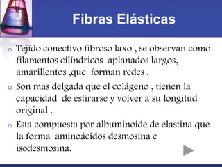 Fibras Elásticas

o   Tejido conectivo fibroso laxo , se observan como
    filamentos cilíndricos aplanados largos,
    amarillentos ,que forman redes .
o   Son mas delgada que el colágeno , tienen la
    capacidad de estirarse y volver a su longitud
    original .
o   Esta compuesta por albuminoide de elastina que
    la forma aminoácidos desmosina e
    isodesmosina.
 