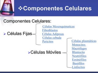 Componentes Celulares

Componentes Celulares:
                        Células Mesenquimaticas
                        Fibroblastos
   Células   Fijas     Células Adiposas
                        Células cebada
                        Pericitos            Células plasmáticas
                                             Monocitos
                                             Macrófagos
                 Células Móviles            Blastocito
                                             Neutrófilos
                                             Eosinófilos
                                             Basófilos
                                             Linfocitos
 