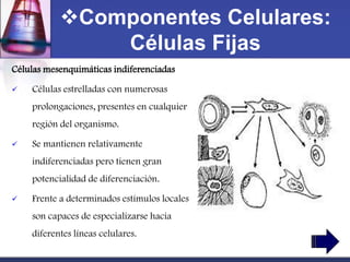 Componentes Celulares:
               Células Fijas
Células mesenquimáticas indiferenciadas

   Células estrelladas con numerosas
    prolongaciones, presentes en cualquier
    región del organismo.

   Se mantienen relativamente
    indiferenciadas pero tienen gran
    potencialidad de diferenciación.

   Frente a determinados estímulos locales
    son capaces de especializarse hacia
    diferentes líneas celulares.
 