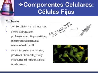 Componentes Celulares:
               Células Fijas
Fibroblastos
    Son las células más abundantes.
    Forma alargada con
     prolongaciones citoplasmáticas,
     fuertemente aplanadas al
     observarlas de perfil.
    Forma irregular y estrelladas,
     producen fibras colágenas y
     reticulares así como sustancia
     fundamental.
 