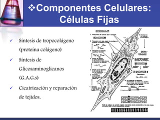 Componentes Celulares:
            Células Fijas
   Síntesis de tropocolágeno
    (proteína colágeno)
   Síntesis de
    Glicosaminoglicanos
    (G.A.G.s)
   Cicatrización y reparación
    de tejidos.
 