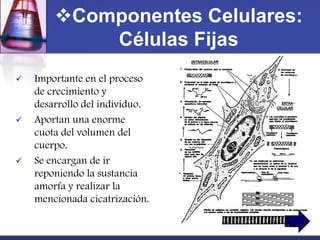 Componentes Celulares:
            Células Fijas
   Importante en el proceso
    de crecimiento y
    desarrollo del individuo.
   Aportan una enorme
    cuota del volumen del
    cuerpo.
   Se encargan de ir
    reponiendo la sustancia
    amorfa y realizar la
    mencionada cicatrización.
 