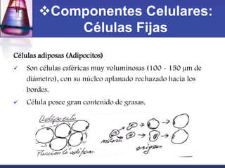 Componentes Celulares:
            Células Fijas
Células adiposas (Adipocitos)
   Son células esféricas muy voluminosas (100 - 150 µm de
    diámetro), con su núcleo aplanado rechazado hacia los
    bordes.
   Célula posee gran contenido de grasas.
 