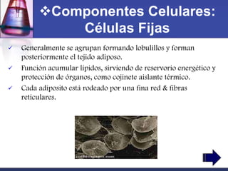 Componentes Celulares:
             Células Fijas
   Generalmente se agrupan formando lobulillos y forman
    posteriormente el tejido adiposo.
   Función acumular lípidos, sirviendo de reservorio energético y
    protección de órganos, como cojinete aislante térmico.
   Cada adiposito está rodeado por una fina red & fibras
    reticulares.
 