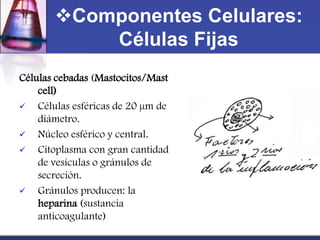 Componentes Celulares:
           Células Fijas
Células cebadas (Mastocitos/Mast
    cell)
   Células esféricas de 20 µm de
    diámetro.
   Núcleo esférico y central.
   Citoplasma con gran cantidad
    de vesículas o gránulos de
    secreción.
   Gránulos producen: la
    heparina (sustancia
    anticoagulante)
 