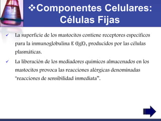 Componentes Celulares:
             Células Fijas
   La superficie de los mastocitos contiene receptores específicos
    para la inmunoglobulina E (IgE), producidos por las células
    plasmáticas.
   La liberación de los mediadores químicos almacenados en los
    mastocitos provoca las reacciones alérgicas denominadas
    "reacciones de sensibilidad inmediata”.
 