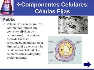 Componentes Celulares:
             Células Fijas
Pericitos
 Células de tejido conjuntivo,
  contráctiles (puesto que
  contienen fibrillas de
  actomiosina), que residen
  fuera de los vasos
  sanguineos, embutidas en la
  lámina basal y envuelven las
  células endoteliales de los
  capilares con sus delgadas
  prolongaciones.
 