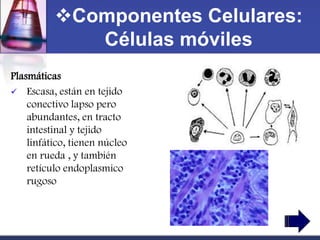 Componentes Celulares:
             Células móviles
Plasmáticas
 Escasa, están en tejido
    conectivo lapso pero
    abundantes, en tracto
    intestinal y tejido
    linfático, tienen núcleo
    en rueda , y también
    retículo endoplasmico
    rugoso
 