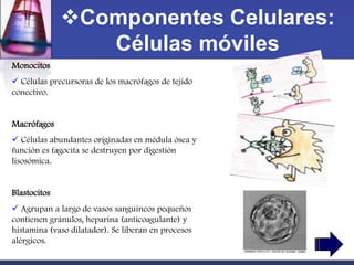 Componentes Celulares:
                 Células móviles
Monocitos
 Células precursoras de los macrófagos de tejido
conectivo.


Macrófagos
 Células abundantes originadas en médula ósea y
función es fagocita se destruyen por digestión
lisosómica.


Blastocitos
 Agrupan a largo de vasos sanguíneos pequeños
contienen gránulos, heparina (anticoagulante) y
histamina (vaso dilatador). Se liberan en procesos
alérgicos.
 