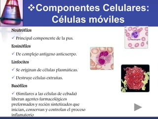 Componentes Celulares:
           Células móviles
Neutrófilos
 Principal componente de la pus.
Eosinófilos
 De complejo antígeno anticuerpo.
Linfocitos
 Se originan de células plasmáticas.
 Destruye células extrañas.
Basófilos
 (Similares a las células de cebada)
liberan agentes farmacológicos
preformados y recién sintetizados que
inician, conservan y controlan el proceso
inflamatorio
 