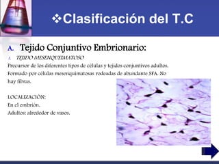 Clasificación del T.C

A.    Tejido Conjuntivo Embrionario:
1.   TEJIDO MESENQUEIMATOSO
Precursor de los diferentes tipos de células y tejidos conjuntivos adultos.
Formado por células mesenquimatosas rodeadas de abundante SFA. No
hay fibras.

LOCALIZACIÓN:
En el embrión.
Adultos: alrededor de vasos.
 