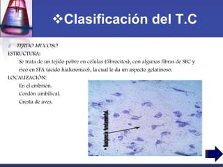 Clasificación del T.C
2.   TEJIDO MUCOSO
ESTRUCTURA:
    Se trata de un tejido pobre en células (fibrocitos), con algunas fibras de SFC y
    rico en SFA (ácido hialurónico), la cual le da un aspecto gelatinoso.
LOCALIZACIÓN:
    En el embrión.
    Cordón umbilical.
    Cresta de aves.
 