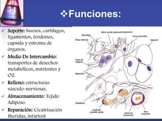 Funciones:
   Soporte: huesos, cartílagos,
    ligamentos, tendones,
    capsula y estroma de
    órganos.
   Medio De Intercambio:
    transportes de desechos
    metabólicos, nutrientes y
    O2.
   Relleno: estructuras
    vásculo-nerviosas.
   Almacenamiento: Tejido
    Adiposo.
   Reparación: Cicatrización
    (heridas, infartos)
 