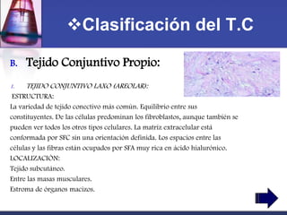 Clasificación del T.C

B.   Tejido Conjuntivo Propio:
1.   TEJIDO CONJUNTIVO LAXO (AREOLAR):
 ESTRUCTURA:
La variedad de tejido conectivo más común. Equilibrio entre sus
constituyentes. De las células predominan los fibroblastos, aunque también se
pueden ver todos los otros tipos celulares. La matriz extracelular está
conformada por SFC sin una orientación definida. Los espacios entre las
células y las fibras están ocupados por SFA muy rica en ácido hialurónico.
LOCALIZACIÓN:
Tejido subcutáneo.
Entre las masas musculares.
Estroma de órganos macizos.
 