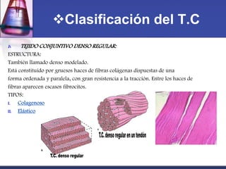 Clasificación del T.C
b.   TEJIDO CONJUNTIVO DENSO REGULAR:
ESTRUCTURA:
También llamado denso modelado.
Está constituido por gruesos haces de fibras colágenas dispuestas de una
forma ordenada y paralela, con gran resistencia a la tracción. Entre los haces de
fibras aparecen escasos fibrocitos.
TIPOS:
I.   Colagenoso
II. Elástico
 