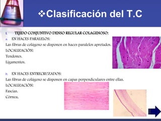 Clasificación del T.C
I.    TEJIDO CONJUNTIVO DENSO REGULAR COLAGENOSO:
a. EN HACES PARALELOS:
Las fibras de colágeno se disponen en haces paralelos apretados.
LOCALIZACIÓN:
Tendones.
Ligamentos.

b.  EN HACES ENTRECRUZADOS:
Las fibras de colágeno se disponen en capas perpendiculares entre ellas.
LOCALIZACIÓN:
Fascias.
Córnea.
 