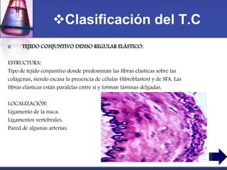 Clasificación del T.C
II.   TEJIDO CONJUNTIVO DENSO REGULAR ELÁSTICO:

ESTRUCTURA:
Tipo de tejido conjuntivo donde predominan las fibras elásticas sobre las
colágenas, siendo escasa la presencia de células (fibroblastos) y de SFA. Las
fibras elásticas están paralelas entre sí y forman láminas delgadas.

LOCALIZACIÓN:
Ligamento de la nuca.
Ligamentos vertebrales.
Pared de algunas arterias.
 