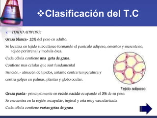 Clasificación del T.C
4.   TEJIDO ADIPOSO:
Grasa blanca- 15% del peso en adulto.
Se localiza en tejido subcutáneo formando el panículo adiposo, omentos y mesenterio,
    tejido perirrenal y medula ósea.
Cada célula contiene una gota de grasa.
Contiene mas células que sust fundamental
Función.- almacén de lípidos, aislante contra temperatura y
contra golpes en palmas, plantas y globo ocular.


Grasa parda- principalmente en recién nacido ocupando el 3% de su peso.
Se encuentra en la región escapular, inginal y esta muy vascularizada
Cada célula contiene varias gotas de grasa
 