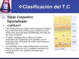 Clasificación del T.C

C.    Tejido Conjuntivo
      Especializado:
1.    CARTILAGO
    Este tejido presenta células estrechamente unidas y
     poco material intercelular, pero a diferencia del
     tejido óseo presenta gran flexibilidad, sin dejar de
     ser muy resistente.
    El tejido cartilaginoso se ubica en ciertas
     posiciones del organismo, por ejemplo, en las
     articulaciones, sirviendo de unión entre huesos y
     músculos, etc.
    Los animales en su etapa embrionaria no tienen
     huesos, en lugar de eso, el embrión mantiene su
     forma gracias a un esqueleto formado por
     cartílago.
 