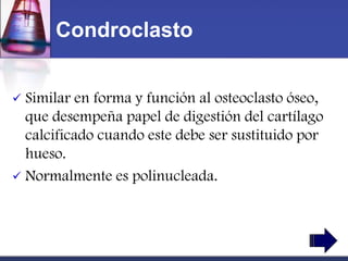 Condroclasto


 Similar en forma y función al osteoclasto óseo,
  que desempeña papel de digestión del cartílago
  calcificado cuando este debe ser sustituido por
  hueso.
 Normalmente es polinucleada.
 