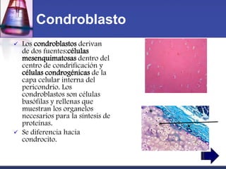 Condroblasto
   Los condroblastos derivan
    de dos fuentes:células
    mesenquimatosas dentro del
    centro de condrificación y
    células condrogénicas de la
    capa celular interna del
    pericondrio. Los
    condroblastos son células
    basófilas y rellenas que
    muestran los organelos
    necesarios para la síntesis de
    proteínas.
   Se diferencia hacia
    condrocito.
 